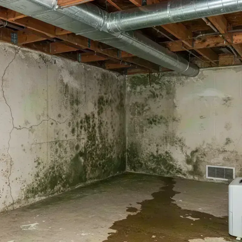 Professional Mold Removal in Carlyle, IL